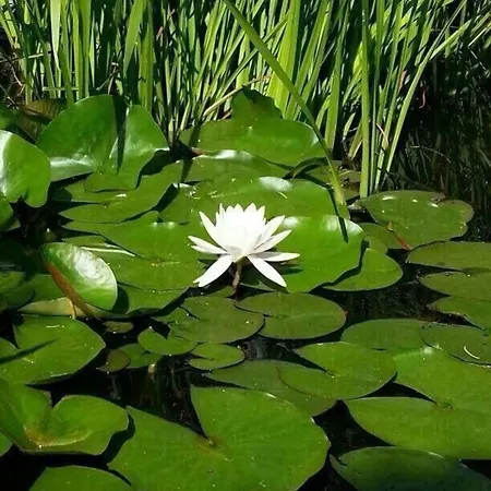 Otel Charmantes In Bleckede-breetze Mit Grossem Garten Bleckede